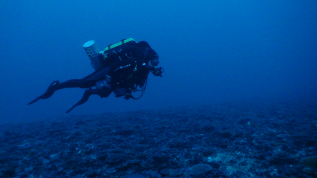 Swimming along a mesophytic coral bed.